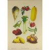 Image "Planche de légumes " Editions SAF