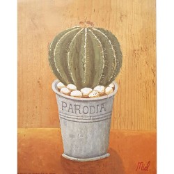 Image "Parodia cactus "M. Gordon