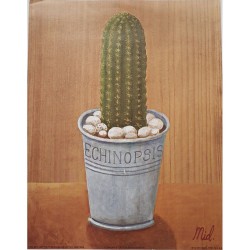 Image "Echinopsis cactus"M....