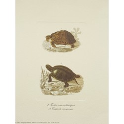 Image"Tortue Mauritanique et Cistude commune"