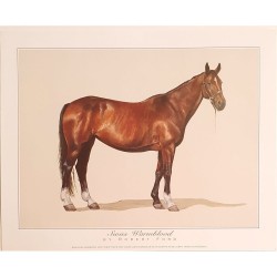 Image cheval "Swiss Warmblood" Robert ford