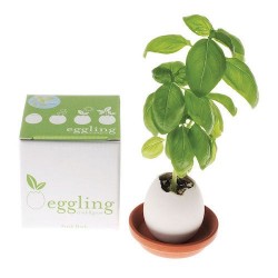 Eggling Œuf basilic Plante...