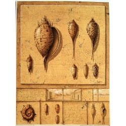 Lot 2 images : Shell...