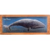 Lot de 3 Images de Baleine